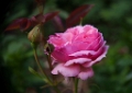 Rosa - Nieborg Rose - 2012-002